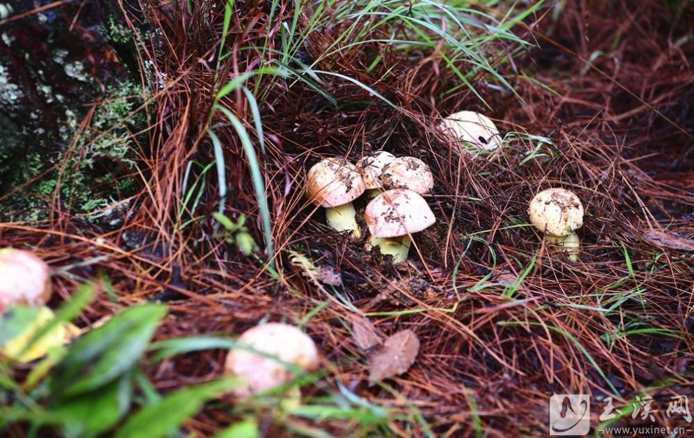 雨后初晴，野生食用菌快速生长。