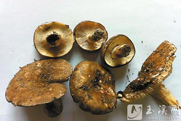 这是2012年在中毒地区现场采摘的亚稀褶红菇、稀褶红菇、密褶红菇，从外观形态上是难以区分的。