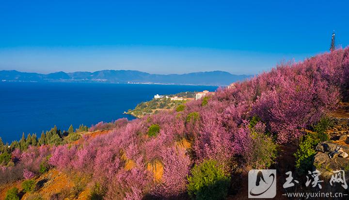 东岸樱花盼亮抚仙湖