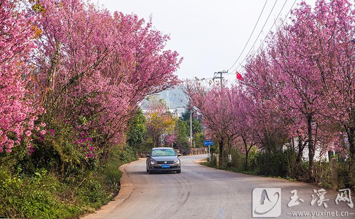 乡村道路樱花美